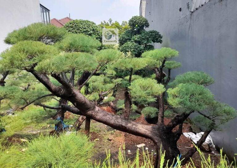 Jual Cemara Udang Bandung #1 Pohon Bonsai Siap Pasang
