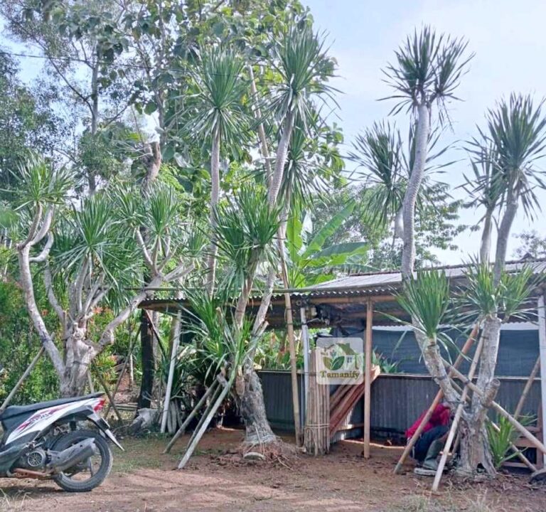 Jual Pohon Pandan Bali Bandung Top#1 Tanaman Hias Estetik