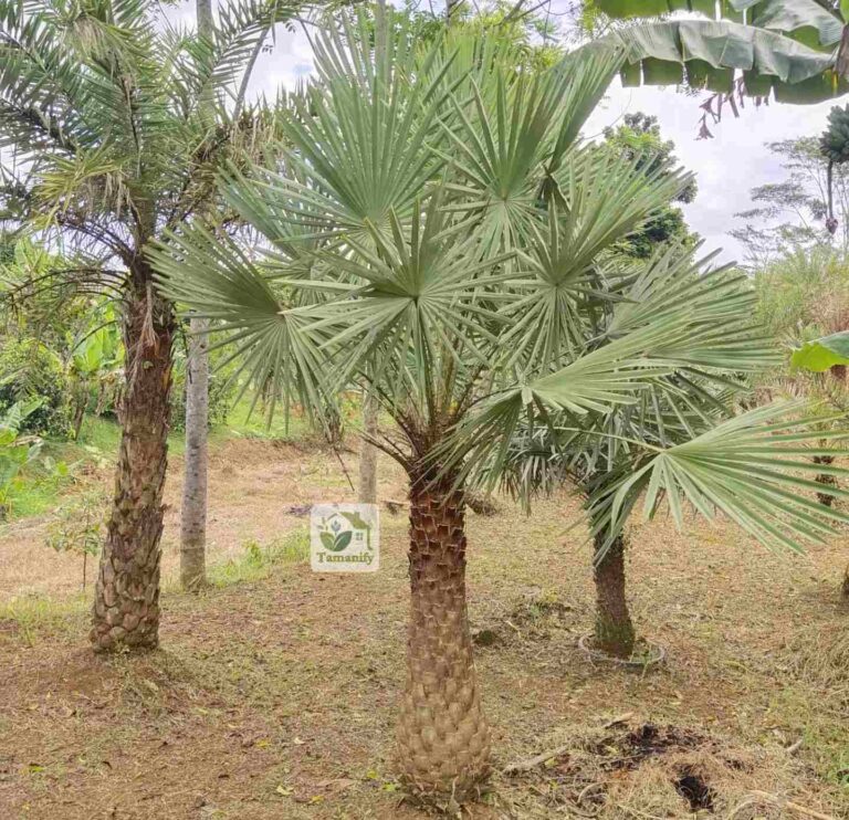 Jual Palem Bajul Copernis Bandung #1 Siap Percantik Halaman