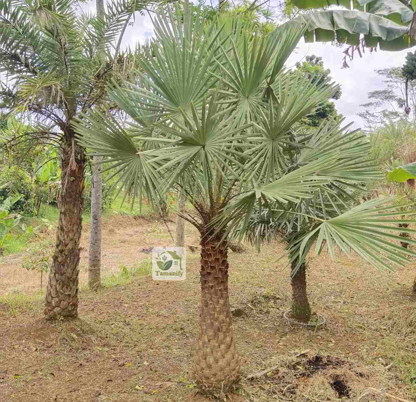 Read more about the article Jual Palem Bajul Copernis Bandung #1 Siap Percantik Halaman