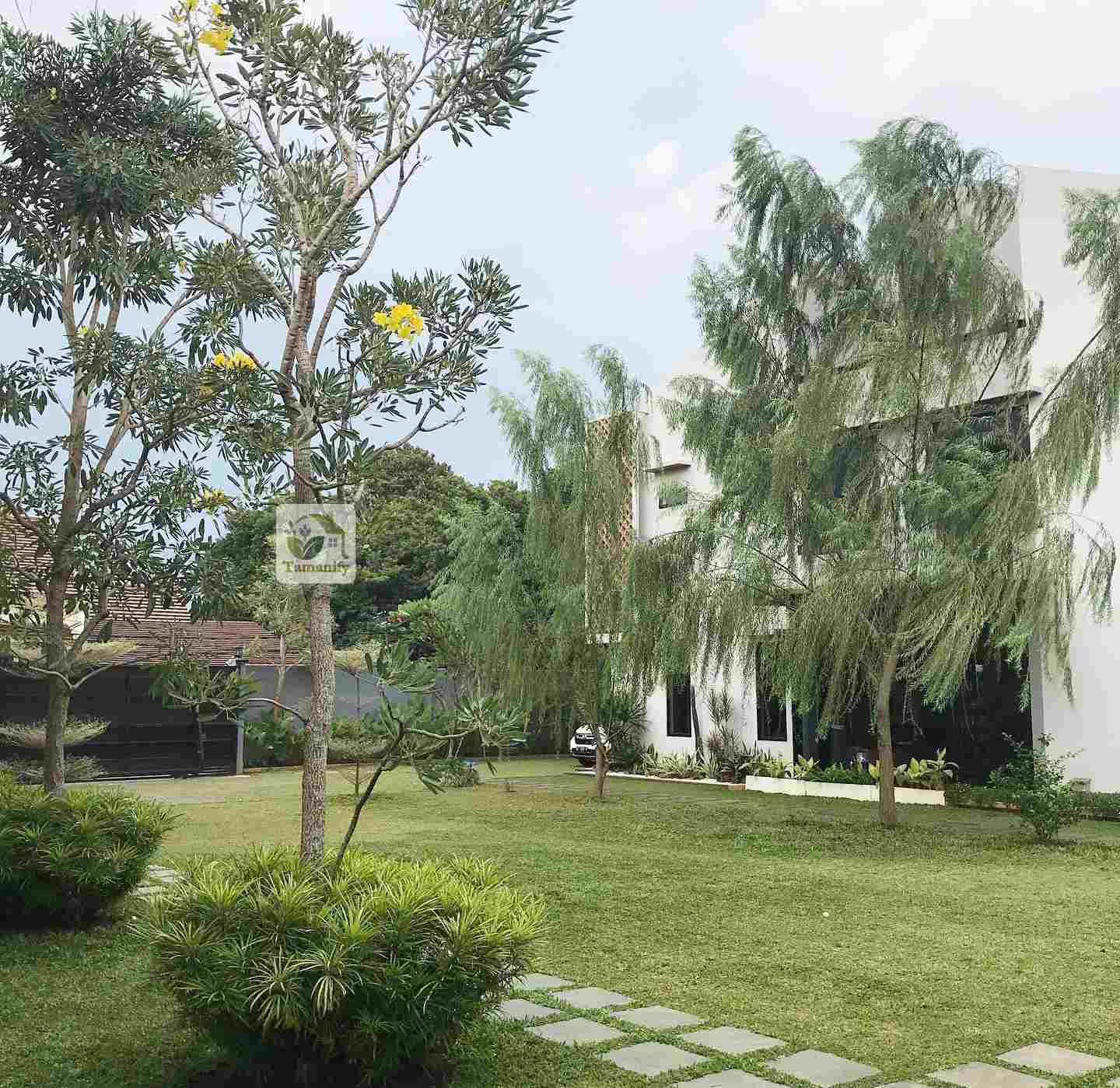 Read more about the article Jual Pohon Liang Liu Bandung #1 Tanaman Peneduh Halaman