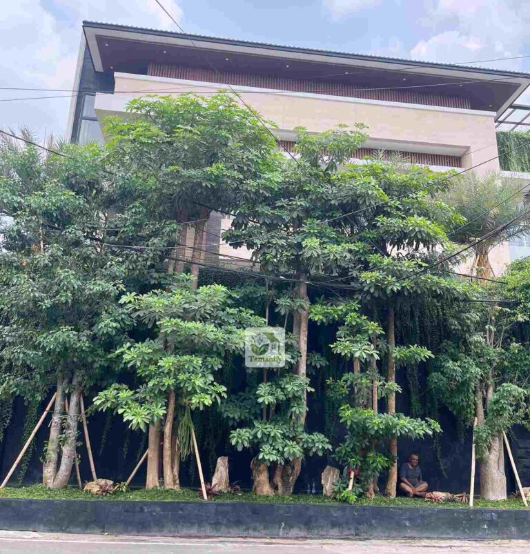 Jual Pohon Taman Bandung 100% Kualitas Sesuai Harga