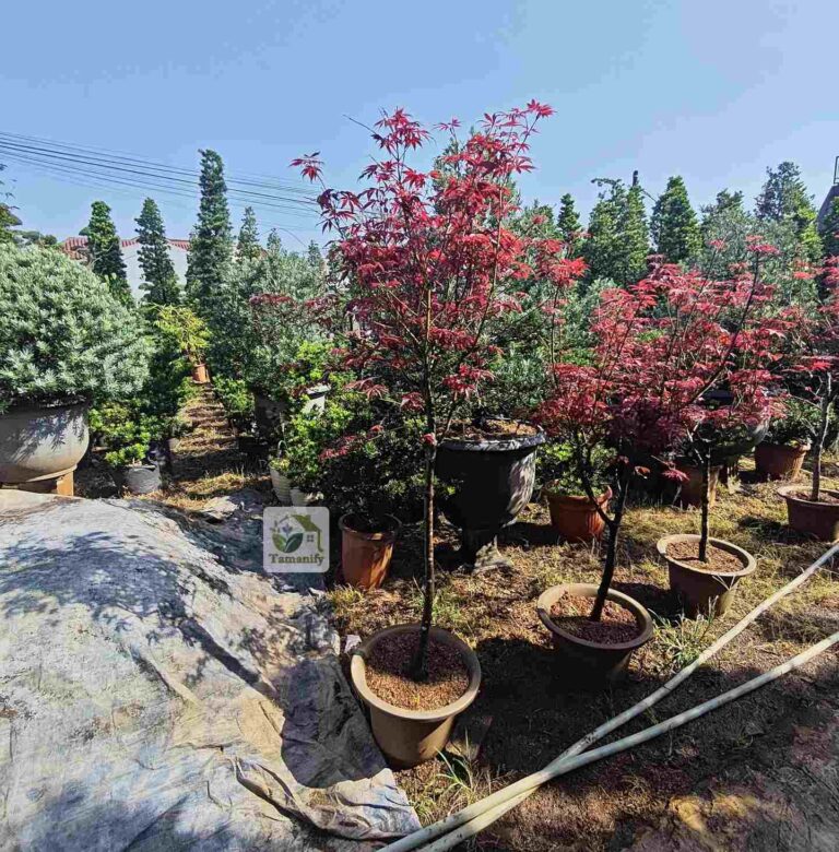 Jual Pohon Red Maple Bandung No.1 Tanaman Bagus & Cantik