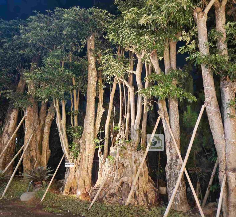 Jual Pohon Pule Bandung Harga Aman Top#1 Tanaman Sehat