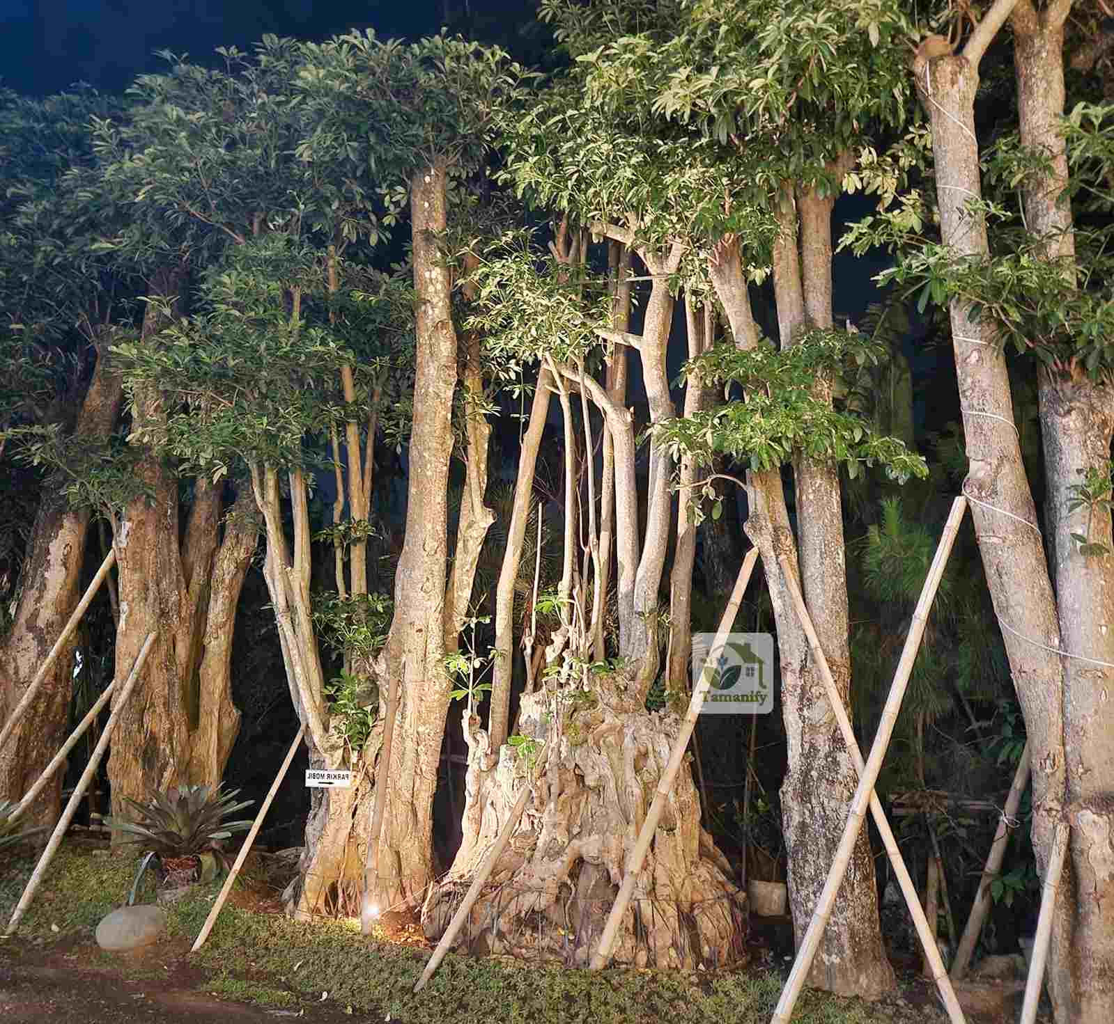 Read more about the article Jual Pohon Pule Bandung Harga Aman Top#1 Tanaman Sehat