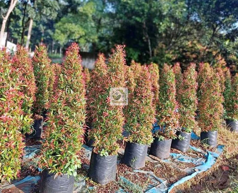 Jual Pohon Pucuk Merah Bandung #1 Ukuran Tanaman Variatif
