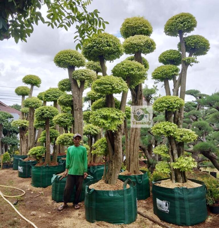 Jual Pohon Bonsai Anting Putri di Bandung #1 Kualitas Terjamin