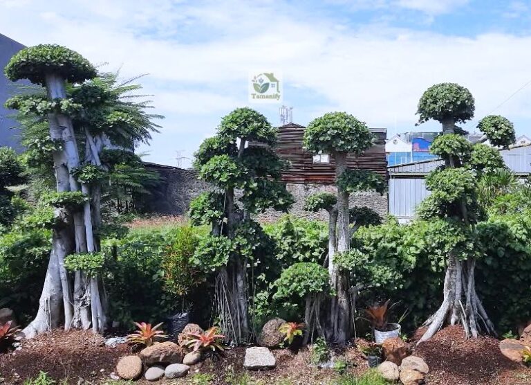 Jual Bonsai Dolar di Bandung Top#1 Pohon Taman Cantik