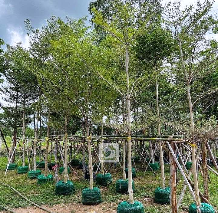 Read more about the article Jual Pohon Ketapang Kencana di Bandung 100% Terpercaya