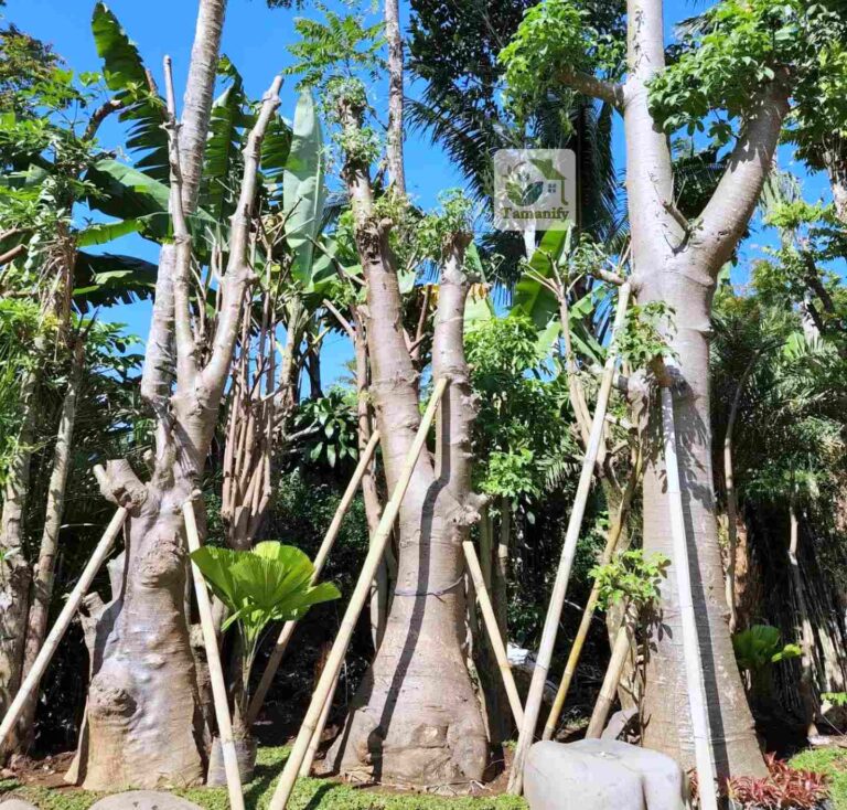 Jual Baobab Bandung #1 Pohon Kaki Gajah 100% Siap Pasang