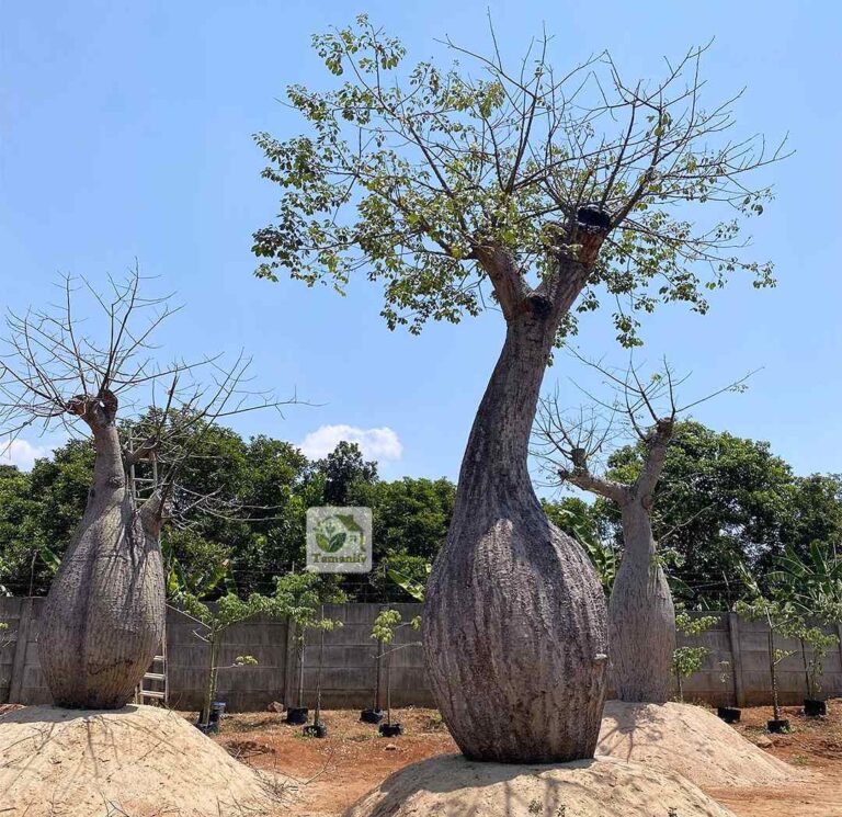 Jual Pohon Bottle Tree Bandung #1 Tanaman Outdoor Garden