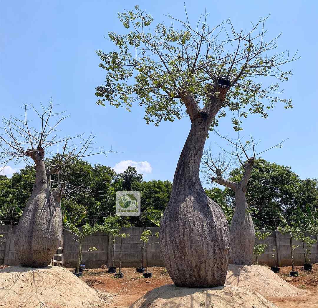 Read more about the article Jual Pohon Bottle Tree Bandung #1 Tanaman Outdoor Garden