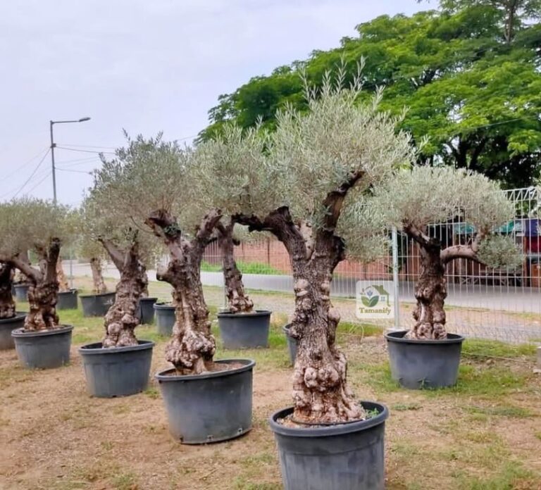 Jual Olive Tree Bandung No.1 Pohon Zaitun Import