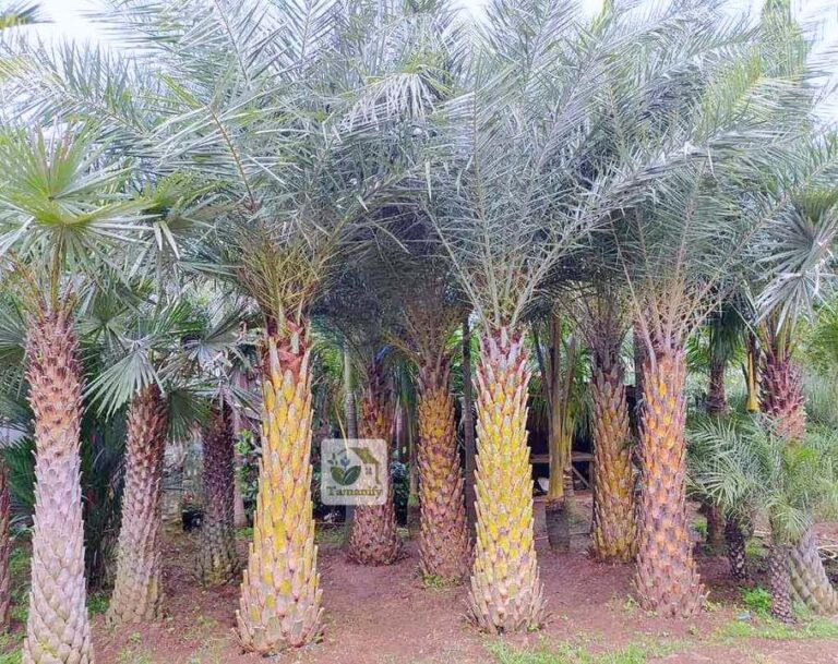 Jual Pohon Palem Kenari Bandung No.1 Tanaman Hias Outdoor