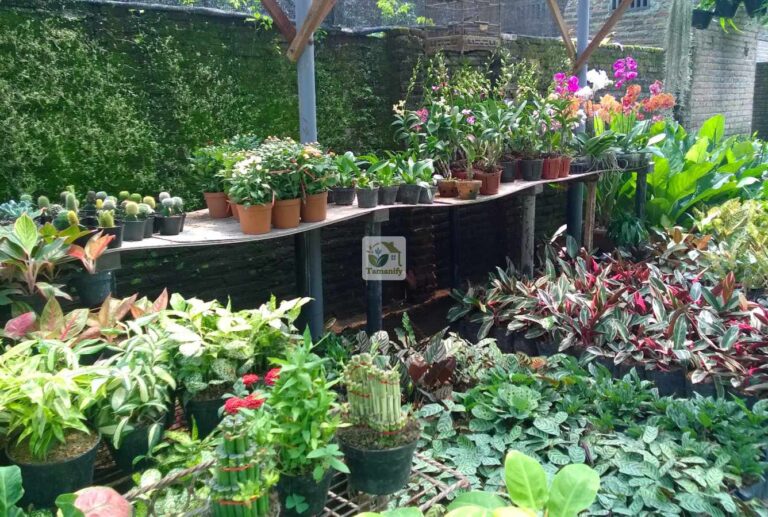 Jual Tanaman Hias Bandung Berkualitas + Cantik dan Segar