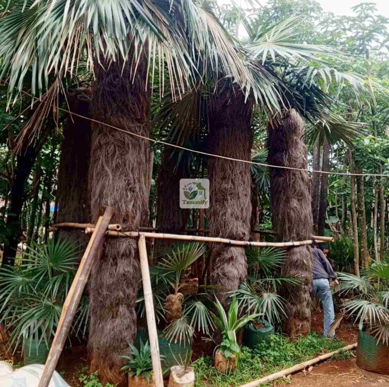 Jual Palem Jenggot Bandung #1 Pohon Coccothrinax Crinita