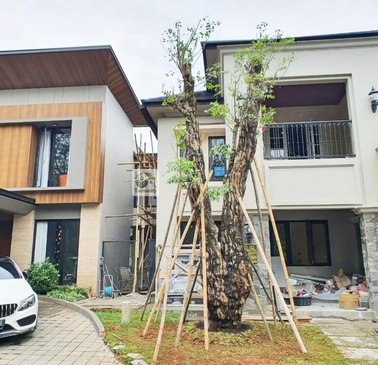 Jual Pohon Balibong Bandung Top #1 Pilihan Landscape