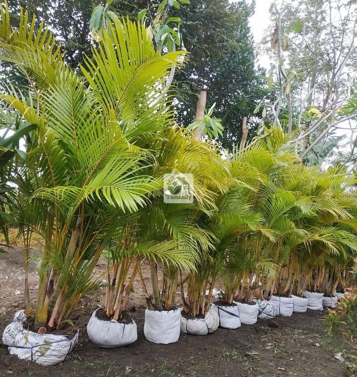 Read more about the article Jual Pohon Palem Kuning Bandung Top#1 Berkualitas Terbaik